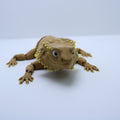 Realistic Bearded Dragon Fidget – 3D Printed Desk Companion