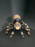 Large Articulated Tarantula — 3D Printed Creepy‑Cool Desk Buddy